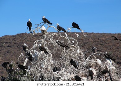 Frigate Bird In A Tree On Isla Espiritu Santo, Baja California Sur, Mexico   