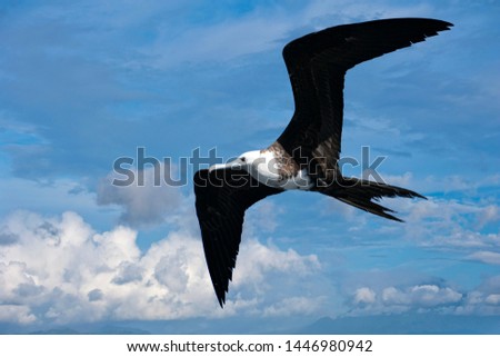 Frigate bird while flying in the sky background