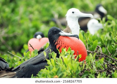 Frigate birds of Barbuda (Antigua)