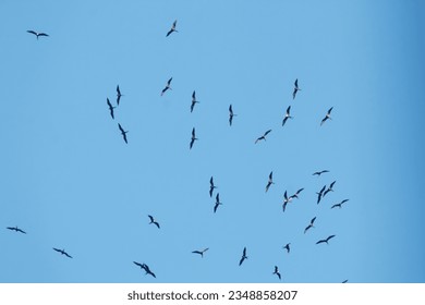 frigate birds in the blue sky of Rio de Janeiro Brazil.