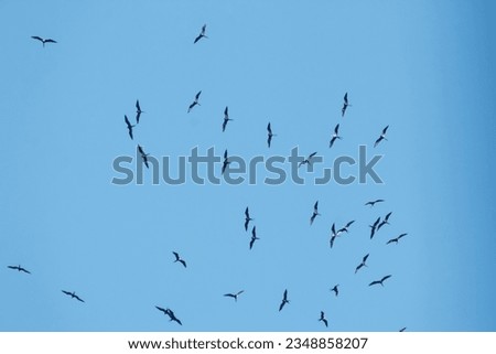 frigate birds in the blue sky of Rio de Janeiro Brazil.