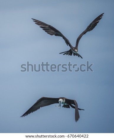 Similar – Barn swallows, young and adult birds