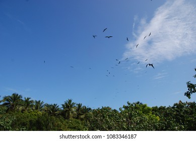 Frigate birds in flight against blue sky above tropical forest, Half Moon Caye, Belize.