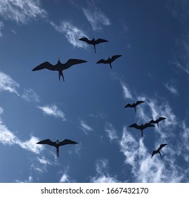 Frigate Birds Flying Above Ship Islands Stock Photo 1667432170 ...