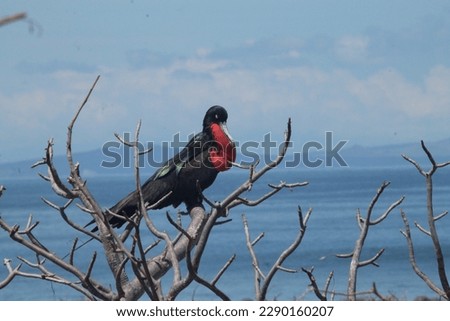 Frigate Birds of the Galápagos Islands