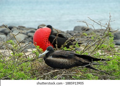 Frigate birds on the galapagos islands - Powered by Shutterstock