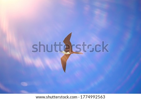 frigate in flight, seabird flies in the blue sky, freedom