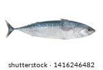 Frigate mackerel isolated on white background