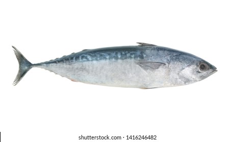 Frigate Mackerel Isolated On White Background