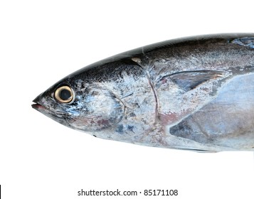 Frigate Tuna Or Frigate Mackerel Fish, Isolated Closeup On White Background