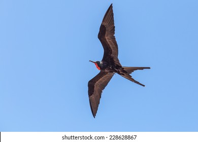 Frigatebird, Galapagos - Powered by Shutterstock