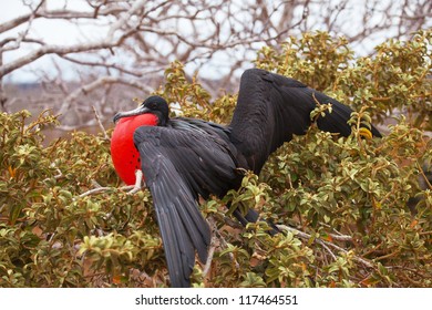 168 Iguana nest Images, Stock Photos & Vectors | Shutterstock