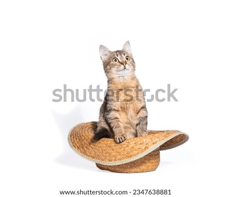 frightened big-eyed tabby kitten sitting in a yellow braided farmer's hat