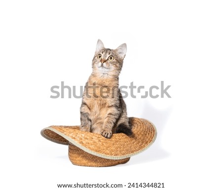 frightened big-eyed tabby kitten sitting in a yellow braided farmer's hat