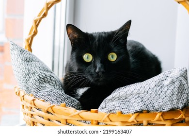 Frightened black cat with green eyes laying in basket at windowsill. Pet chilling at home.
