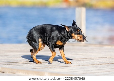 A frightened black miniature pinscher dog walks on a wooden deck against the backdrop of blue water.