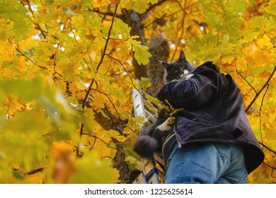 Frightened Cat Descends From The Tree A Man.Rescue A Cat From A Tree With The Help Of A Ladder.Cat Needs Help.