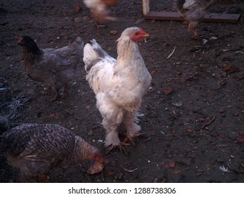 407 Chicken frightened Images, Stock Photos & Vectors | Shutterstock