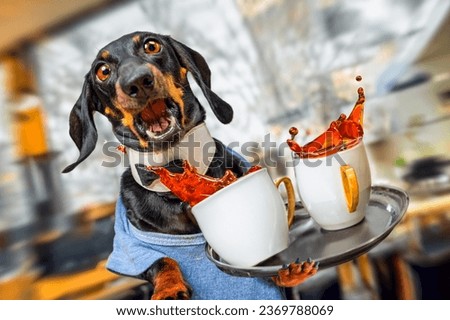 Frightened dog dachshund, waiter in uniform drops tray with two cups of coffee, splashes pour out, spill Clumsy barista, bartender shed tea, bulging eyes shocked by trouble Poor cafe service, trainee 