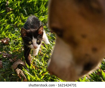 Frightened Kitten On The Grass With A Dog Photobomb