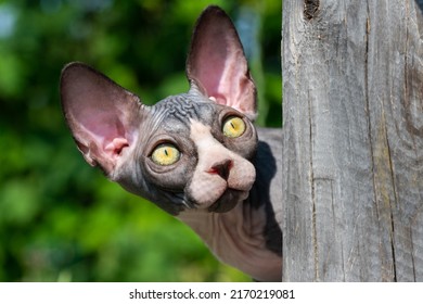Frightened kitten peeps out from behind wooden post and looking up, goggling yellow eyes. Photo of purebred Sphynx kitten on summer sunny day. Natural blurred green background.