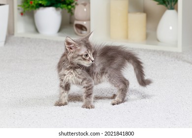 The Frightened Little Gray Kitten Bristled, Hair On End. Fright Of A Cat Animal, Protection Is In Danger.