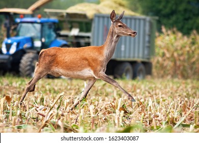 Frightened Red Deer, Cervus Elaphus, Hind Escaping From Harvest On Corn Field With Tractor In Background. Scared Wild Animal Running Away From Agricultural Machinery.