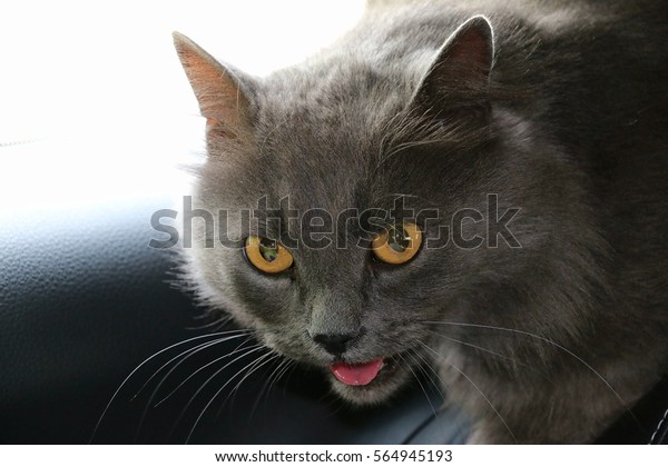 The frightened\
silver-gray cat with orange eyes stuck out his pink tongue. White\
whiskers bristling. Stress: the car is too hot inside. Just got\
back from the vet.