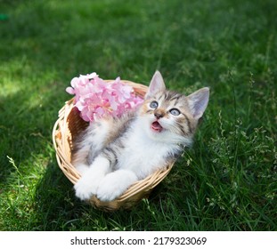 frightened, surprised, funny kitten lies in a wicker basket standing on a green lawn in the garden. Beloved pet explores the world - Shutterstock ID 2179323069