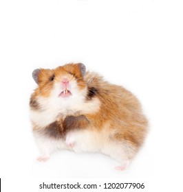 Frightened Syrian Hamster Bared His Teeth. Isolated On White Background