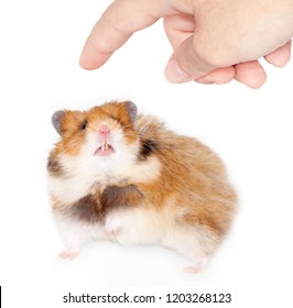 hamster angry