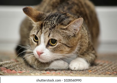 Frightened Tabby Cat Stock Photo 1028560990 | Shutterstock