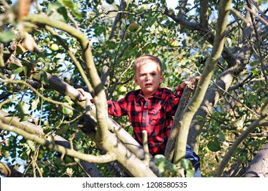 Frightened Young Boy Stuck In A Tree