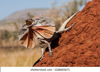 Frill - necked Lizard