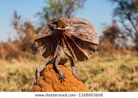 Frill - necked Lizard