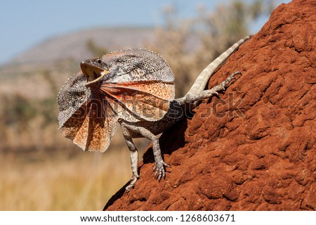 Frill - necked Lizard