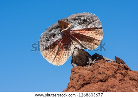 Frill - necked Lizard