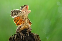 Frilled Dragon Lizard