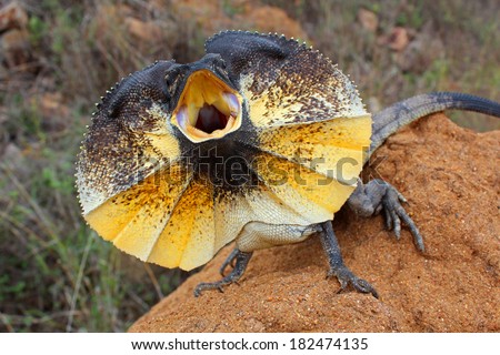 Frilled Lizard