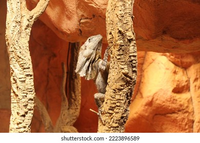  frilled lizard (Chlamydosaurus kingii) climbing up a branch - Shutterstock ID 2223896589