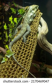 The frilled lizard (Chlamydosaurus kingii), also known commonly as the frill-necked lizard, frilled dragon or frilled agama, is a species of lizard in the family Agamidae. - Shutterstock ID 2170469047