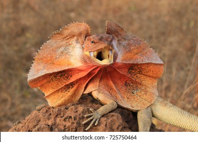 Frilled Lizard (Chlamydosaurus kingii) on termite mound - Shutterstock ID 725750464
