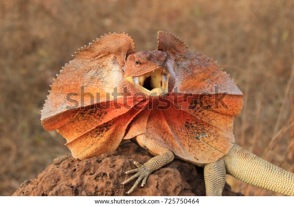 Frilled\
Lizard (Chlamydosaurus kingii) on termite\
mound