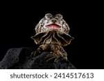 Frilled lizard isolated on black background, Chlamydosaurus kingii