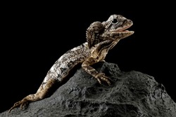 Frilled Lizard Isolated On Black Background, Chlamydosaurus Kingii