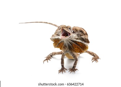 frilled lizard isolated on white background - Shutterstock ID 636422714