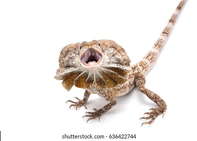 Frilled Lizard Isolated On White Background