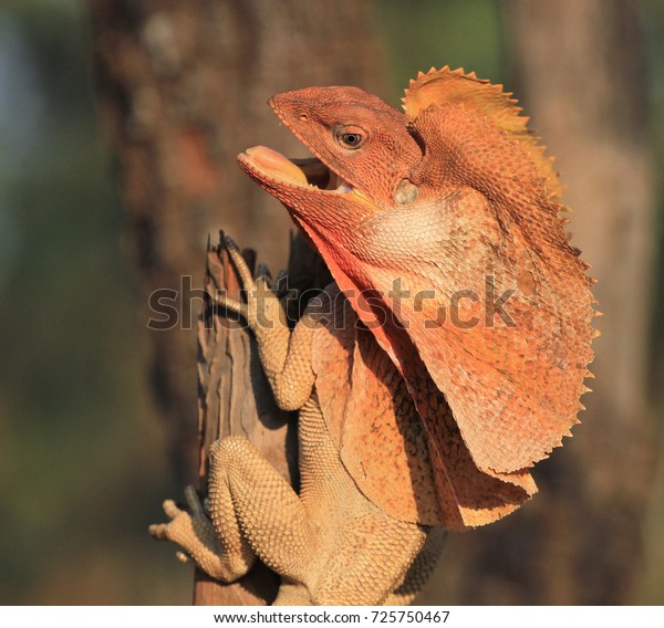 Frilled Lizard on\
Tree (Chlamydosaurus\
kingii)