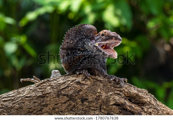 Frilled lizard perched on\
branch