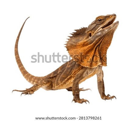 Frilled Lizard Single Frilled Lizard Standing Isolated On White Background